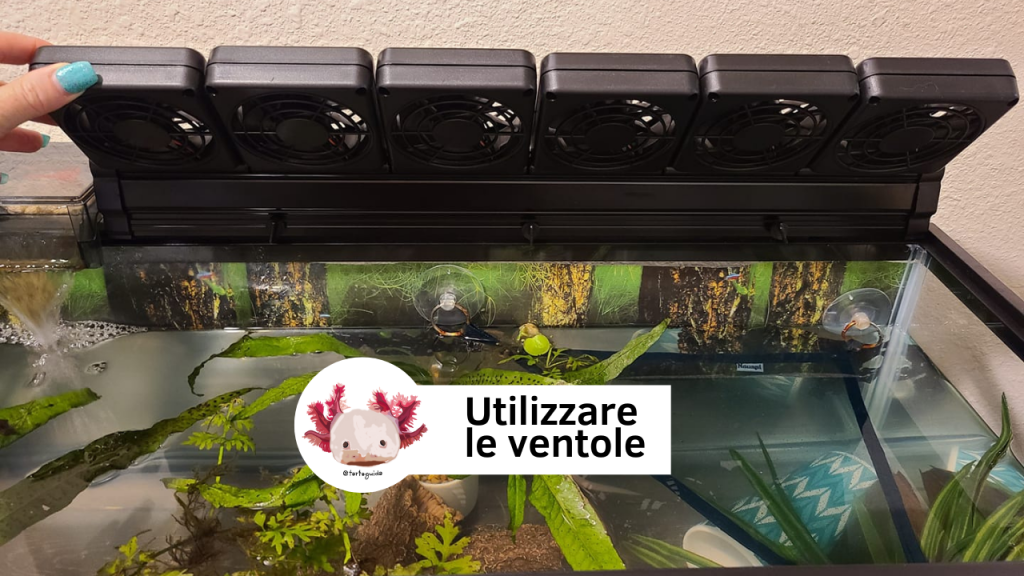 abbassare temperatura acquario axolotl