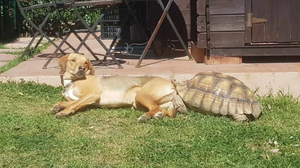 tartarughe cane stanno insieme