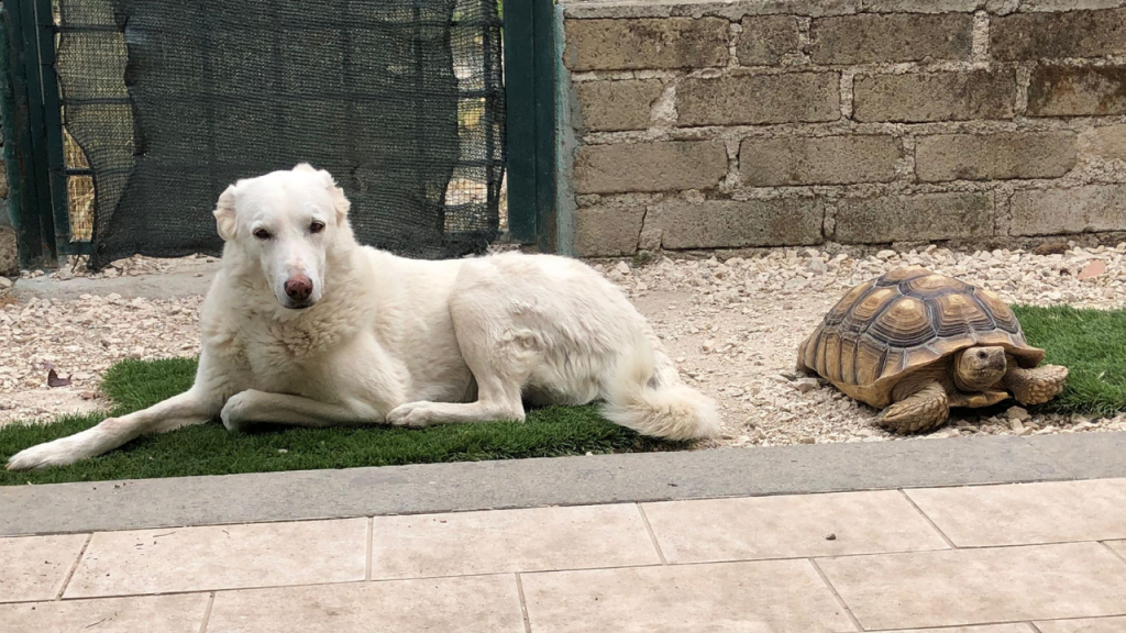 Convivenza cane tartaruga sulcata