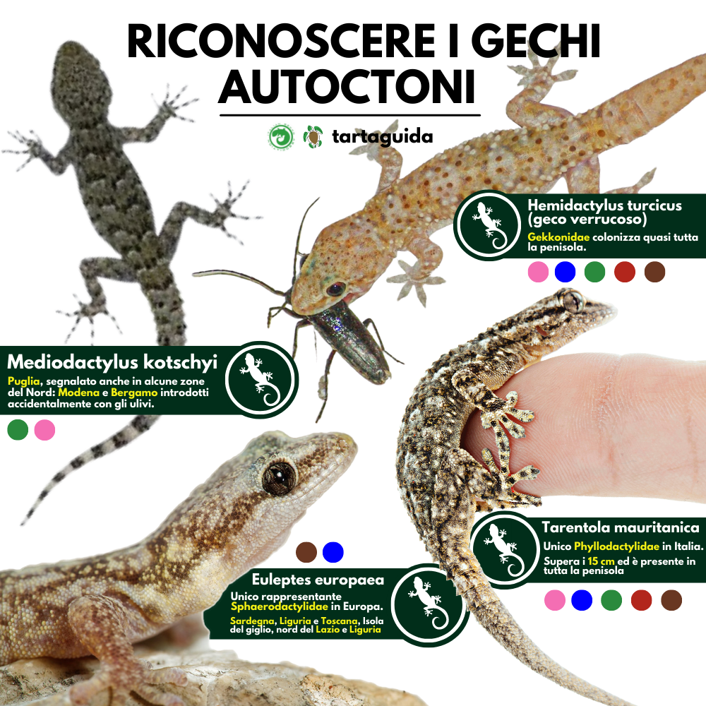 Specie gechi autoctoni Italiani