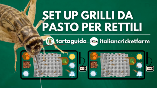 grilli per rettili come si tengono