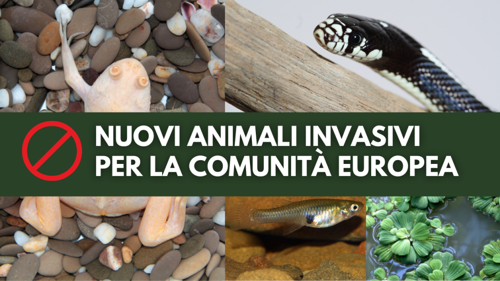 animali invasivi lampropeltis, xenopus leavis, gambusie, channa argus