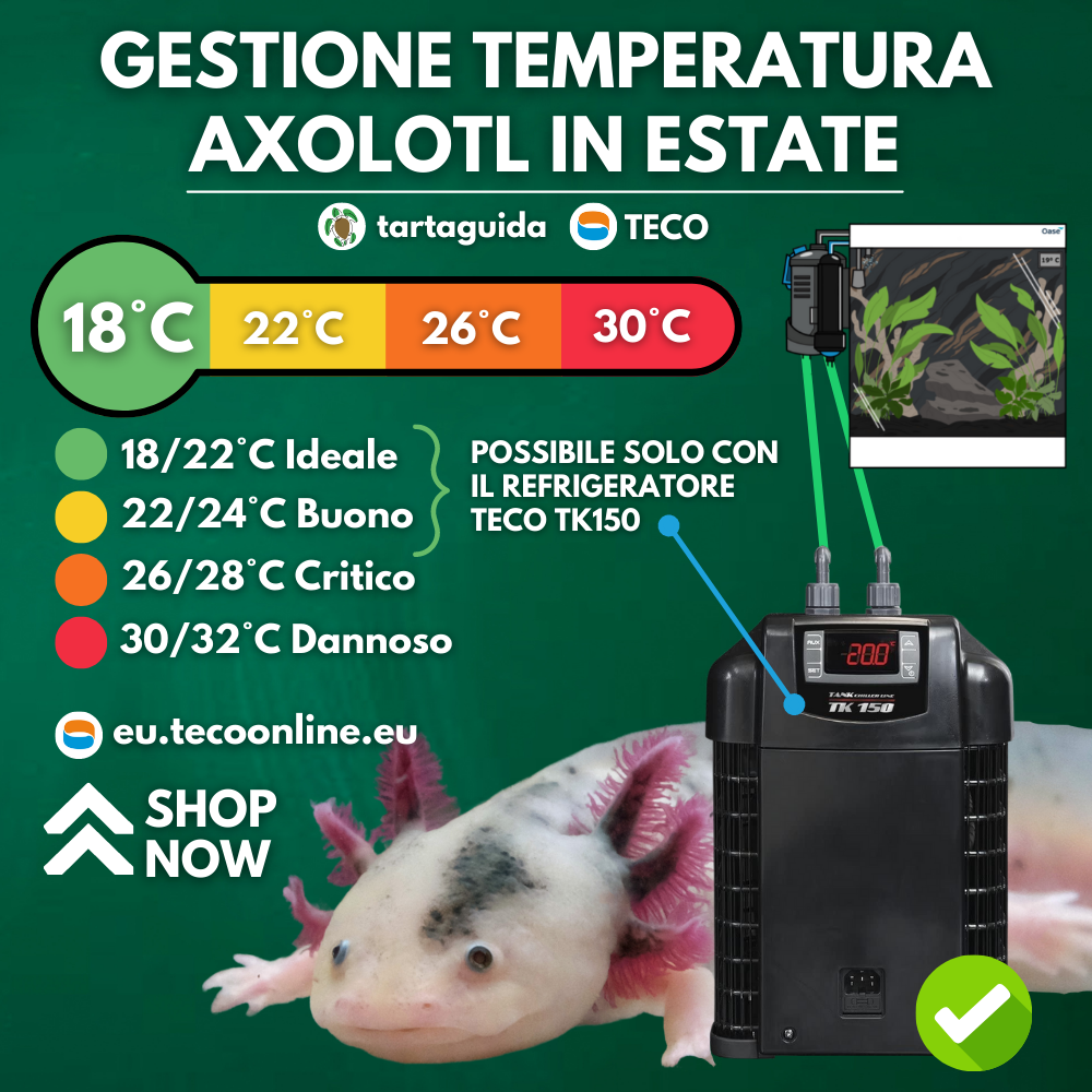 refrigeratore per axolotl