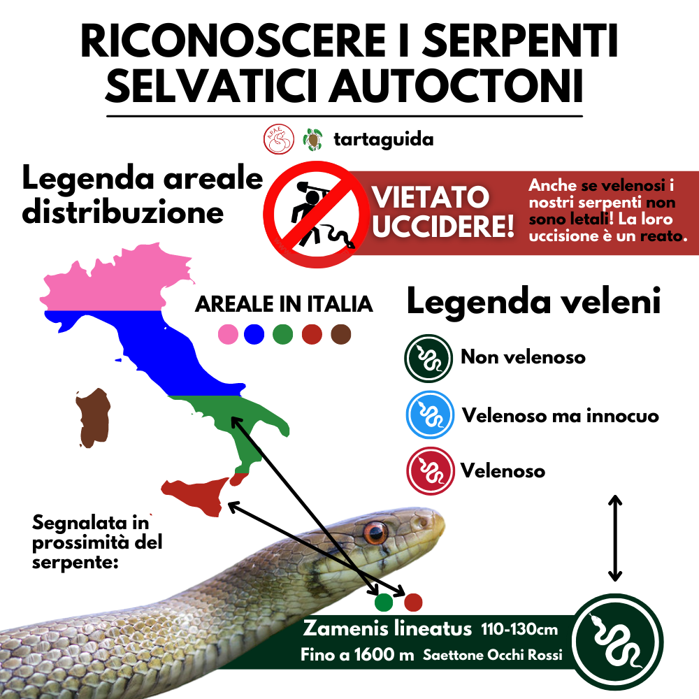 Legenda serpenti autoctoni italiani