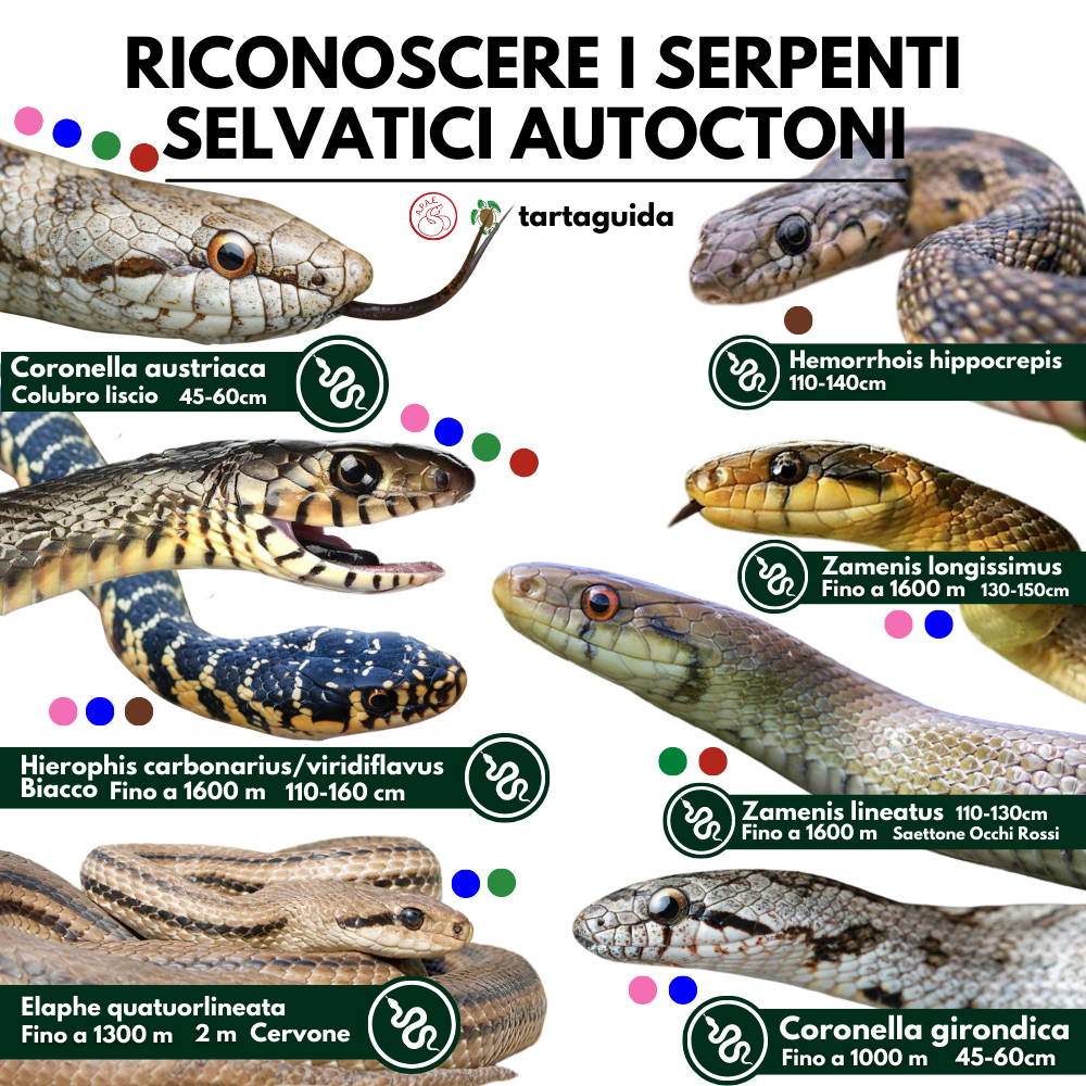 serpenti autoctoni italiani