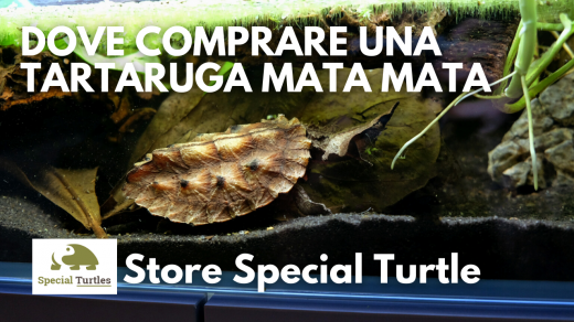 vendita tartaruga mata mata