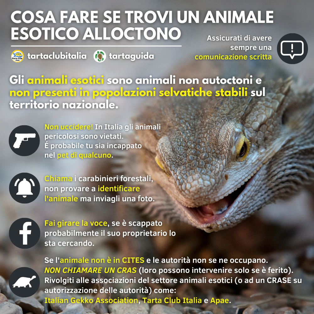 ritrovamento animale esotico