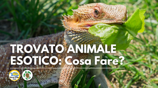 trovato animale esotico: cosa fare