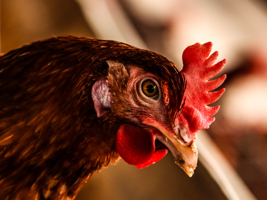 mangime per galline tarme delle farina