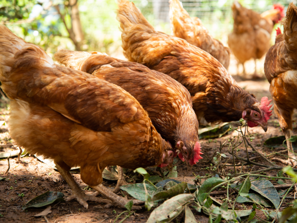 mangime per galline tarme della farina