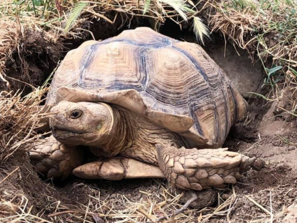 substrato tartarughe
