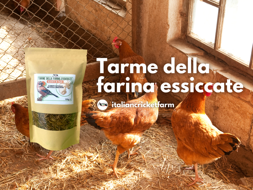 tarme della farina essiccate