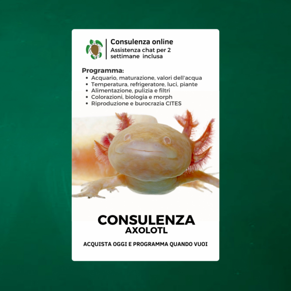 Consulenza axolotl