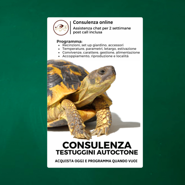 Consulenza tartarughe di terra