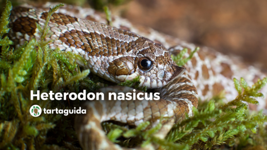 Heterodon nasicus