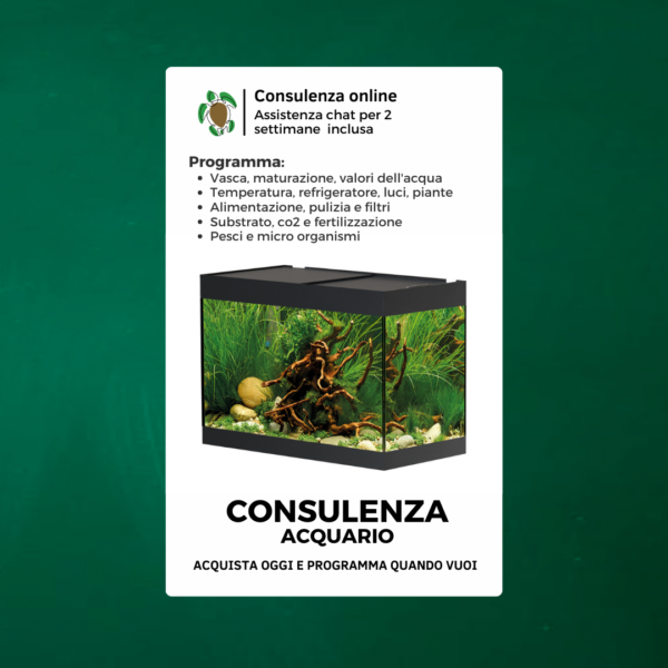 consulenza acquario