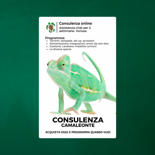 Consulenza camaleonte (online)