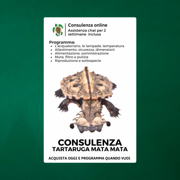 consulenza tartaruga mata mata