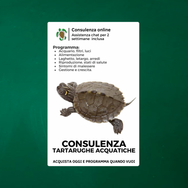 consulenza tartarughe acquatiche
