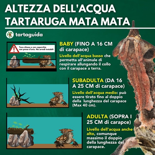 Chelus fimbriatus altezza dell'acqua