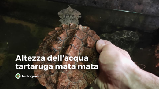 altezza dell'acqua tartaruga mata mata
