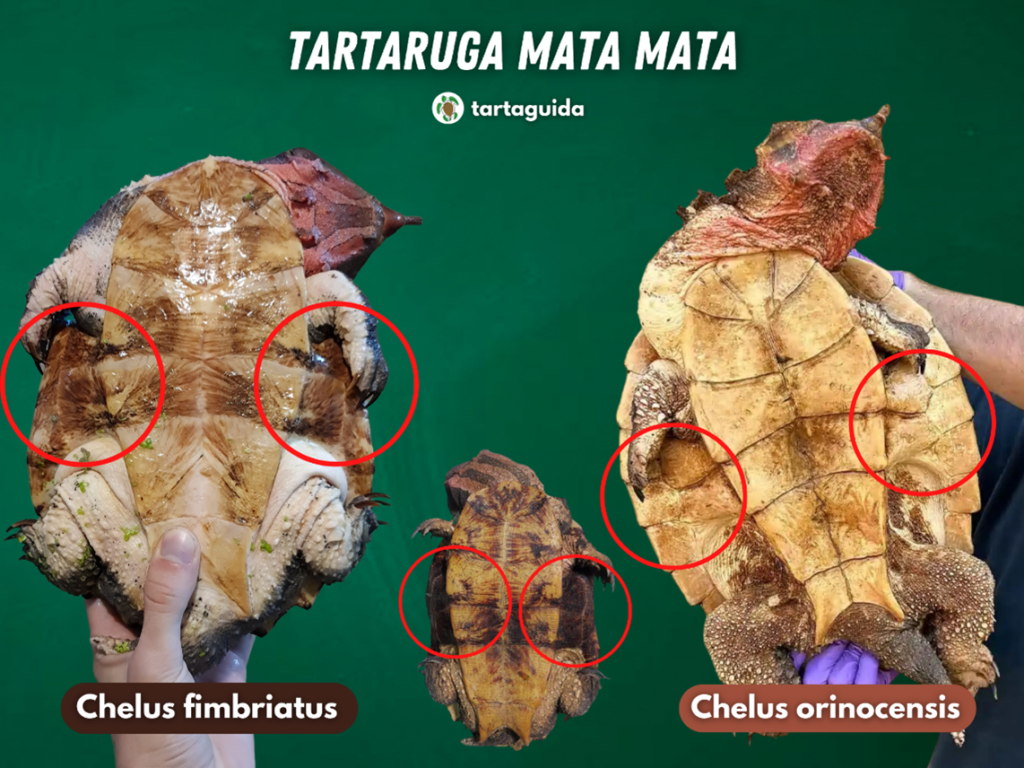 tartaruga mata mata