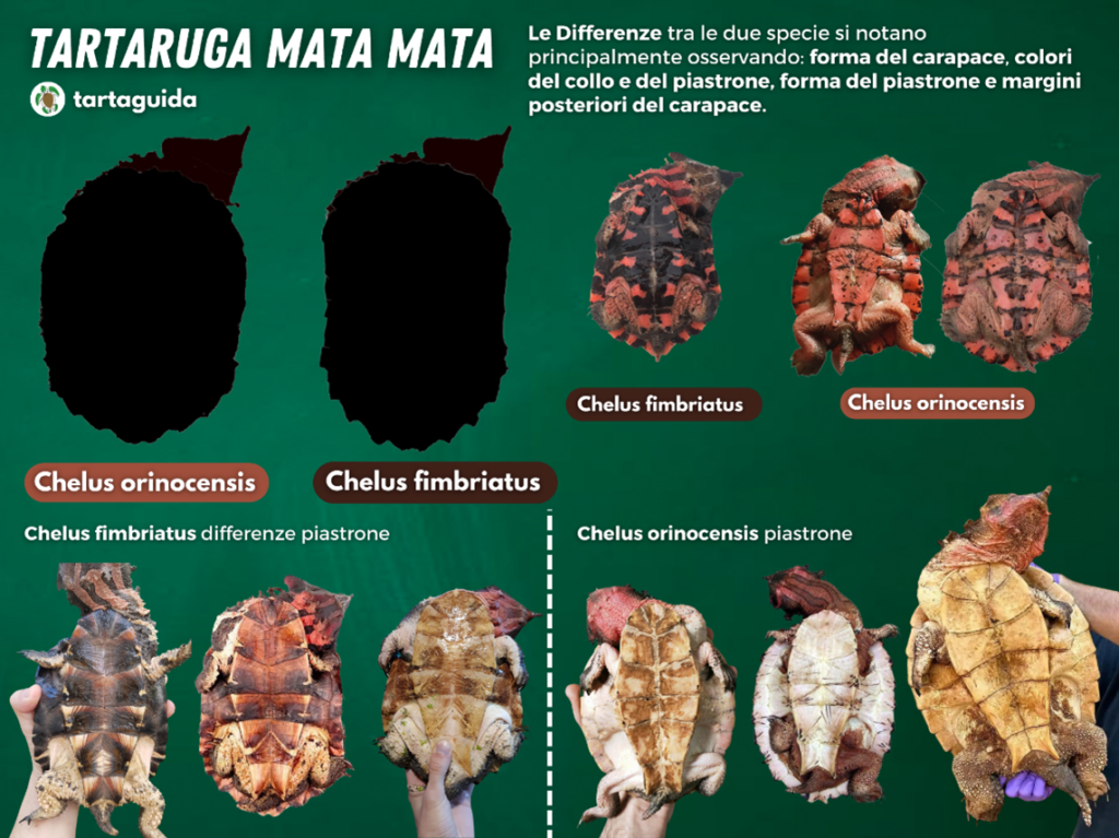 tartaruga mata mata