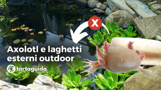 axolotl laghetti esterni