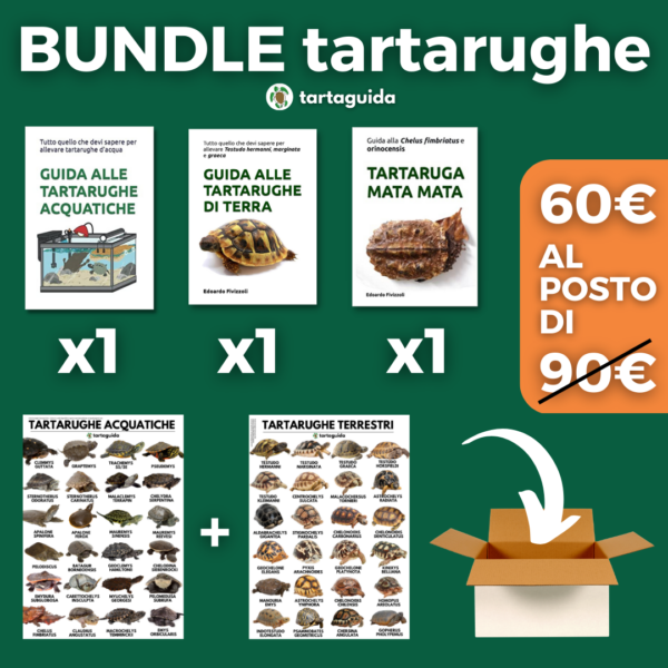 Bundle tartarughe tartaguida