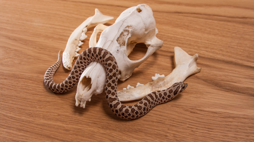 Heterodon nasicus terrario