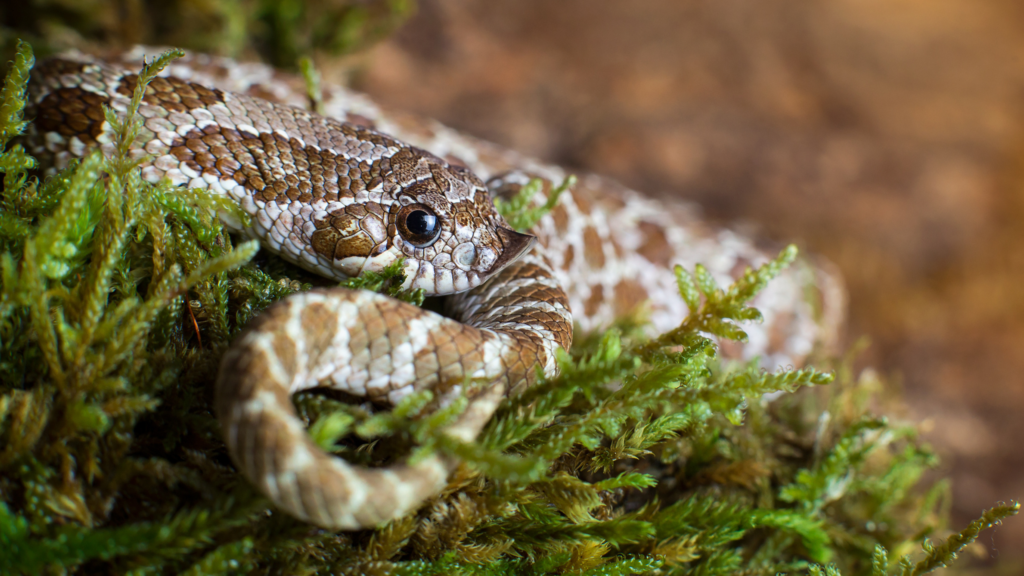 Heterodon nasicus