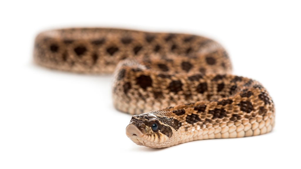 Heterodon nasicus