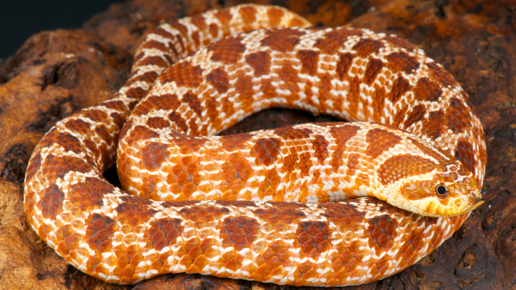 Heterodon nasicus terrario