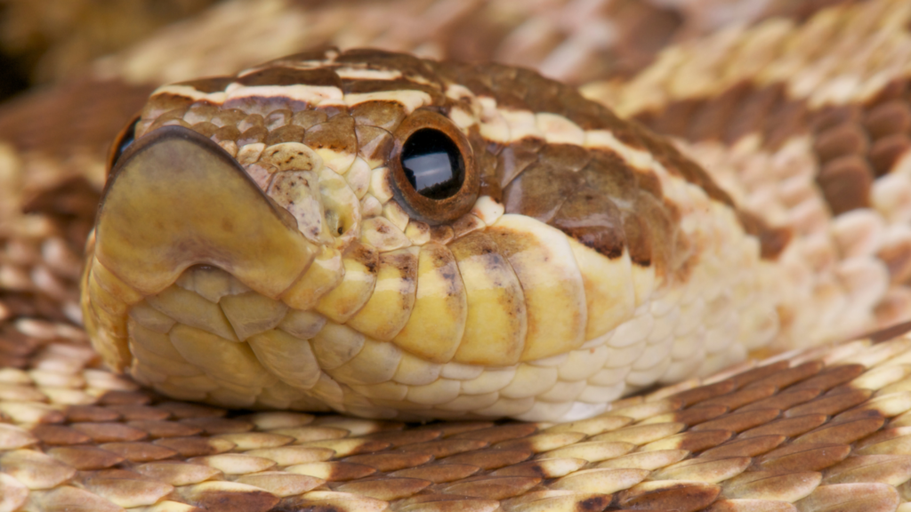 Heterodon nasicus terrario