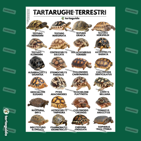 Poster Tartarughe terrestri esotiche