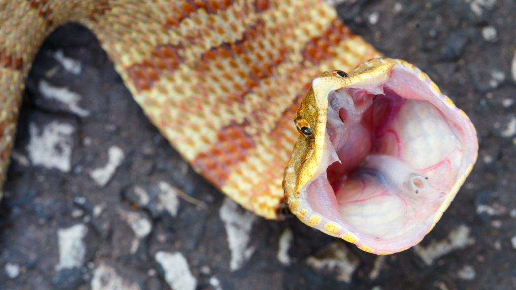 Heterodon nasicus