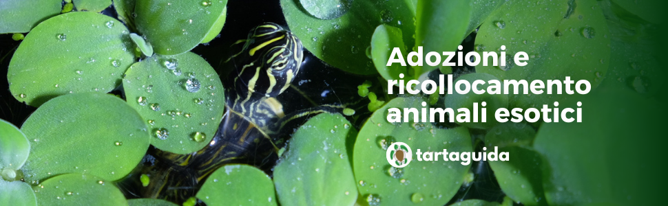 adozioni tartarughe