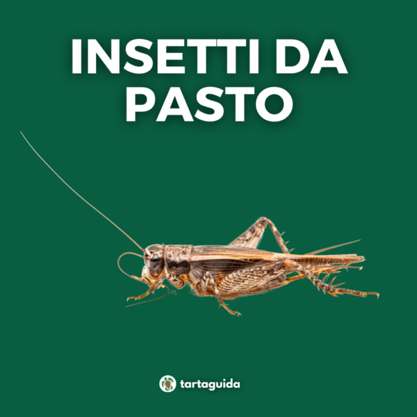 Insetti da pasto rettili