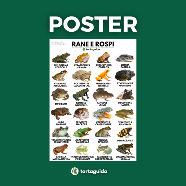 Poster animali esotici