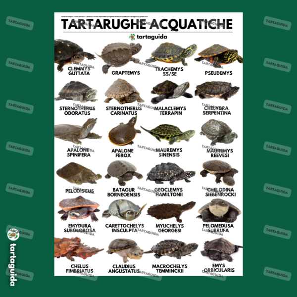 poster tartarughe acquatiche esotiche