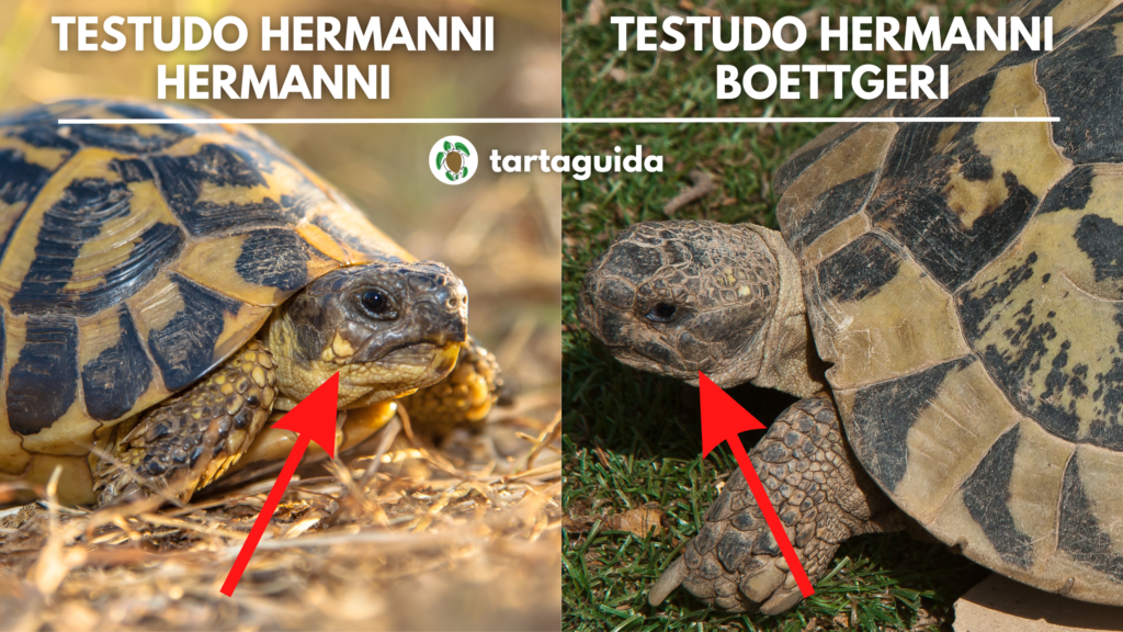 Come distinguere Testudo hermanni