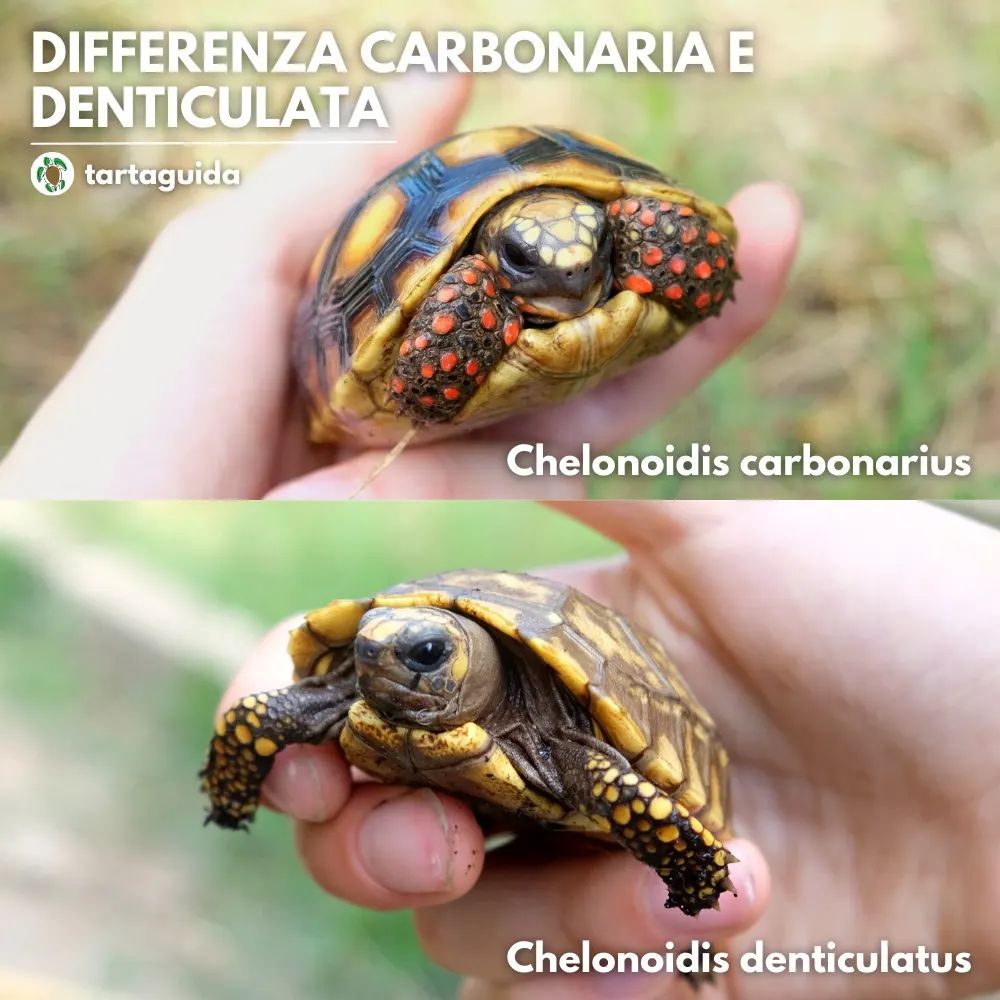 identificazione sottospecie chelonoidis