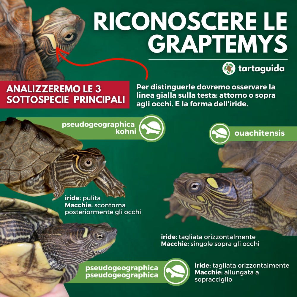 riconoscimento specie graptemys