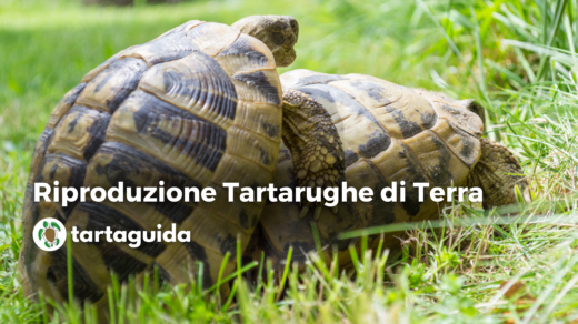 Riproduzione tartarughe di terra mediterranee