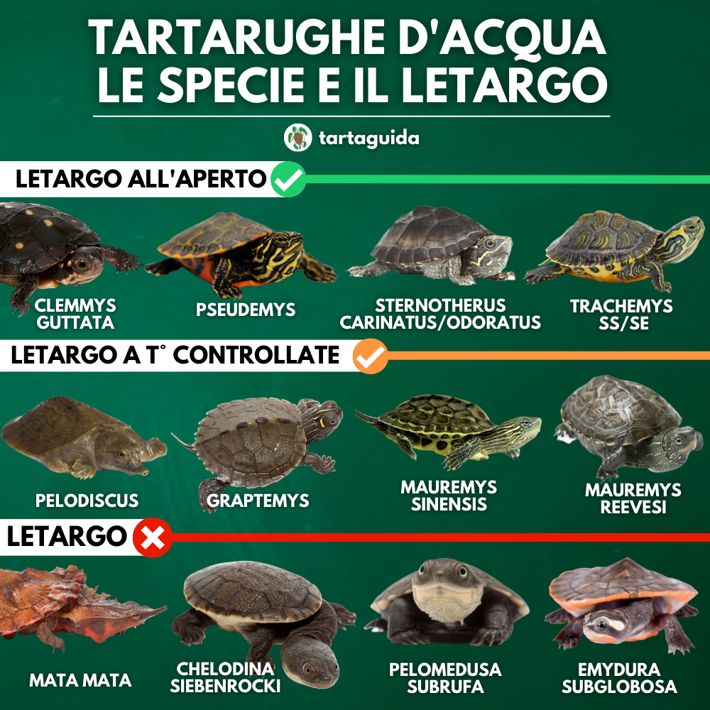 Specie tartarughe acquatiche letargo