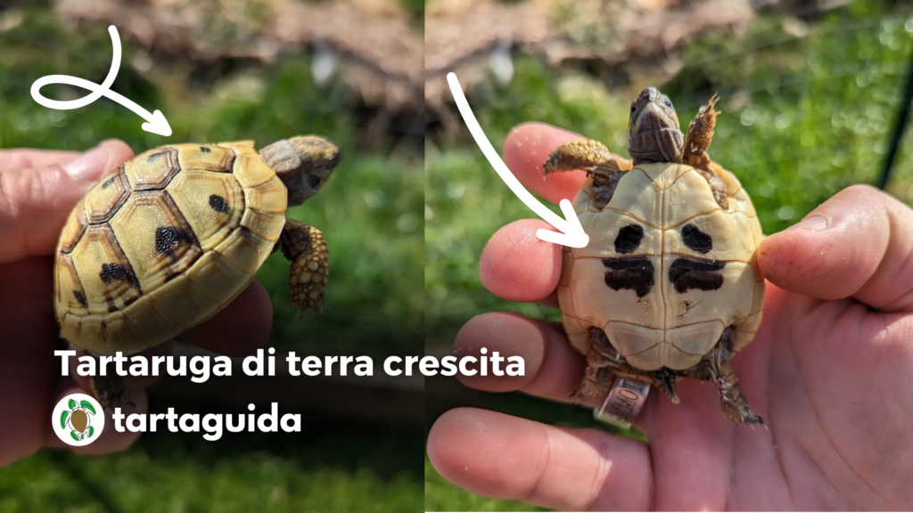 Nomi Da Dare A Una Tartaruga Alimentazione Tartarughe di Terra: che cosa mangiano? TartaGuida