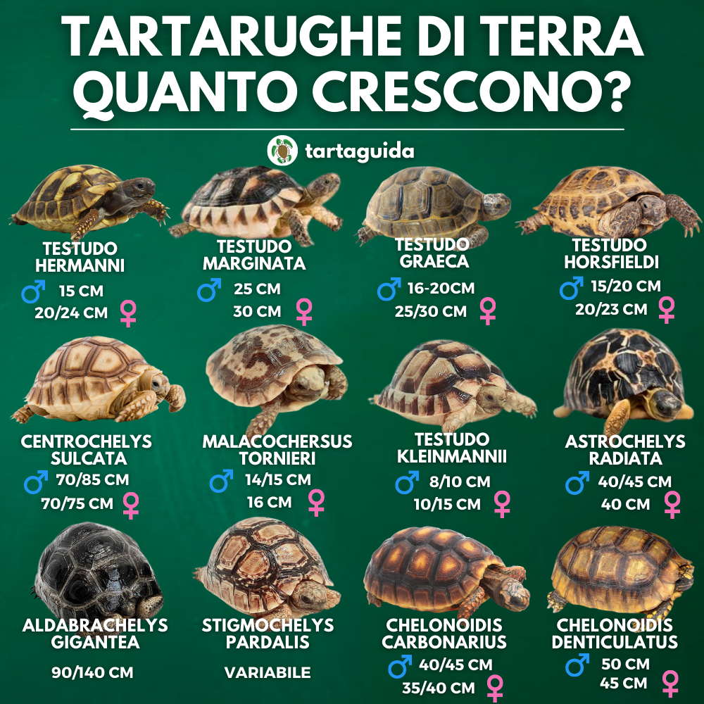 Tartarughe di terra specie