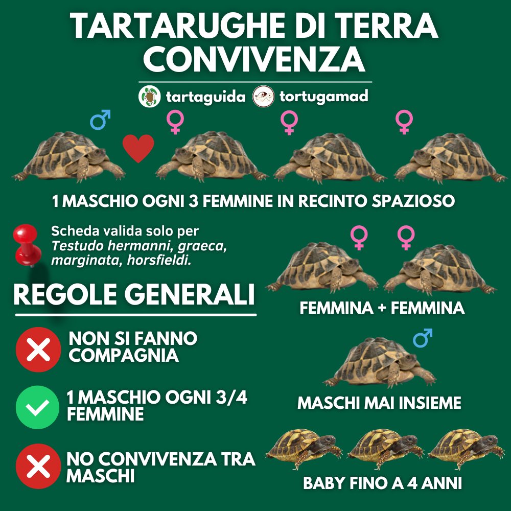 convivenza tartarughe terrestri