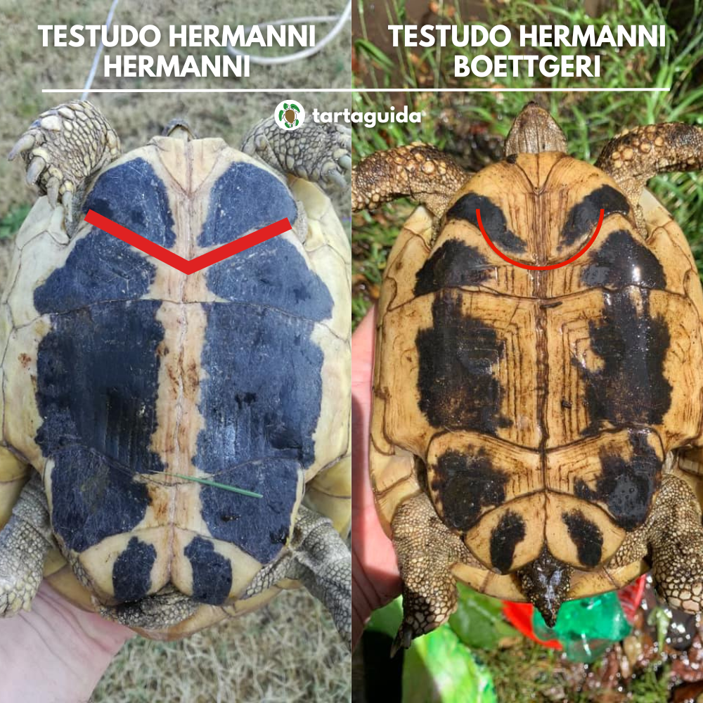 Come distinguere Testudo hermanni