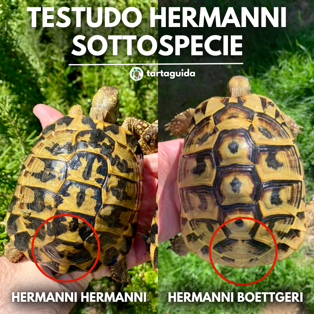 Come distinguere Testudo hermanni